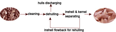 how to shell sunflower seeds for eating
